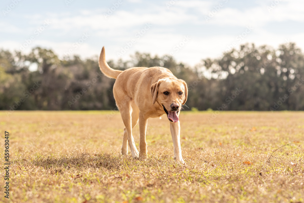 Yellow Labrador retriever running and playing in a field. Purebred lab enjoying the park. 