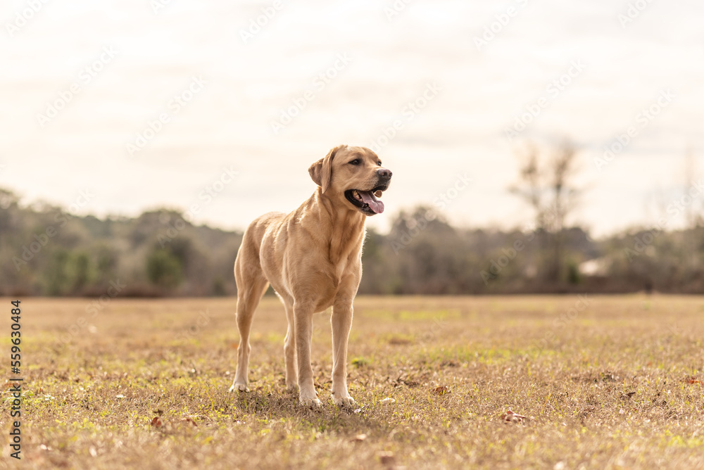 Yellow Labrador retriever in a field. Purebred lab enjoying the park. 