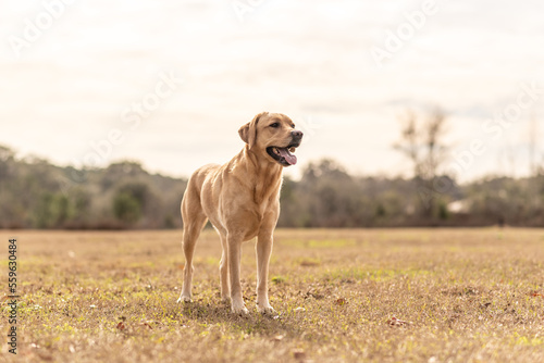 Yellow Labrador retriever in a field. Purebred lab enjoying the park. 