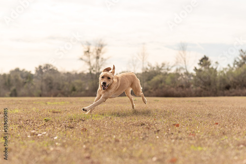 Yellow Labrador retriever running and playing in a field. Purebred lab enjoying the park. 