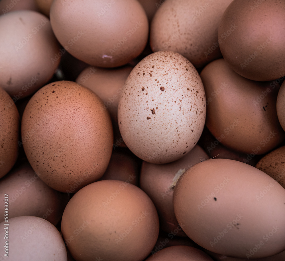 Farm-fresh eggs destined for Kennesaw State University's dining hall, Hickory Grove Farm, Kennesaw, Georgia Farm-fresh eggs destined for Kennesaw State University's dining hall, Hickory Grove Farm, Kennesaw, Georgia