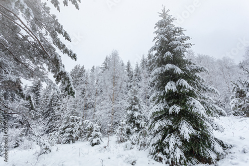 beautiful winter scene in the forest