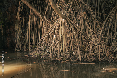 Close up of mangrove roots in putrajaya malaysia