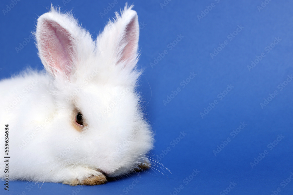 Fluffy white rabbit on blue background, closeup with space for text. Cute pet Fluffy white rabbit on blue background, closeup with space for text. Cute pet