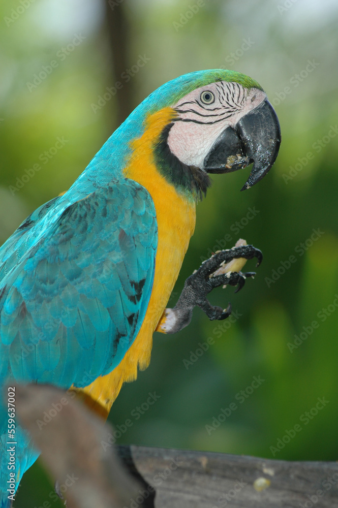 Big blue parrot Ara Hyacinth Macaw with food, Anodorhynchus hyacinthinus