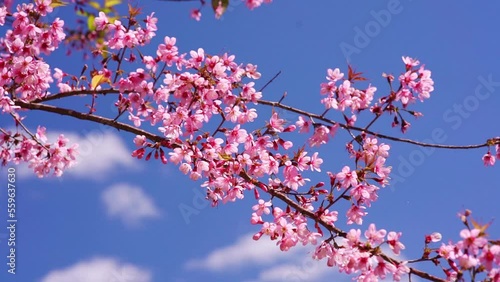 Cherry apricot branch blooms brilliantly on a spring morning. Flowers blooming in spring in the highlands of Vietnam bring joy and prosperity of a new year