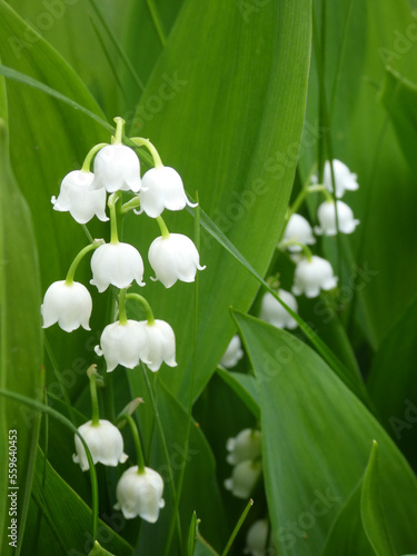 Blooming lily of valley