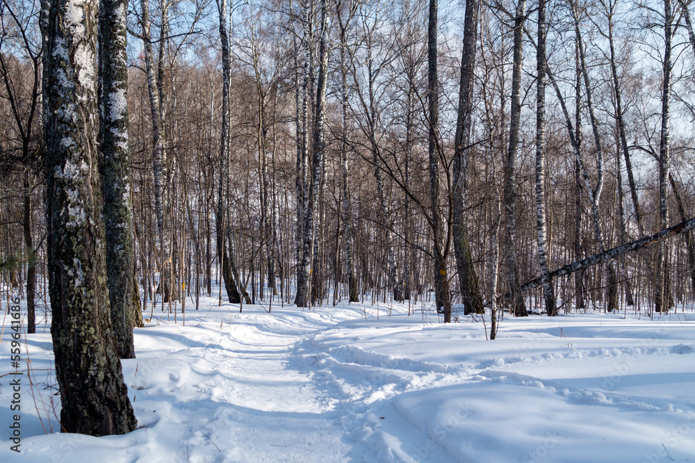 Winter landscape. A path through the winter forest