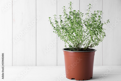 Aromatic green potted thyme on white table. Space for text