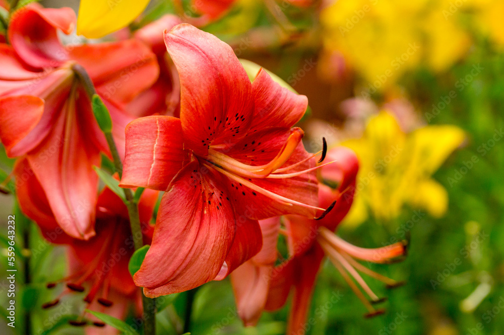 Pale red lilies in the summer garden Pale red lilies in the summer garden
