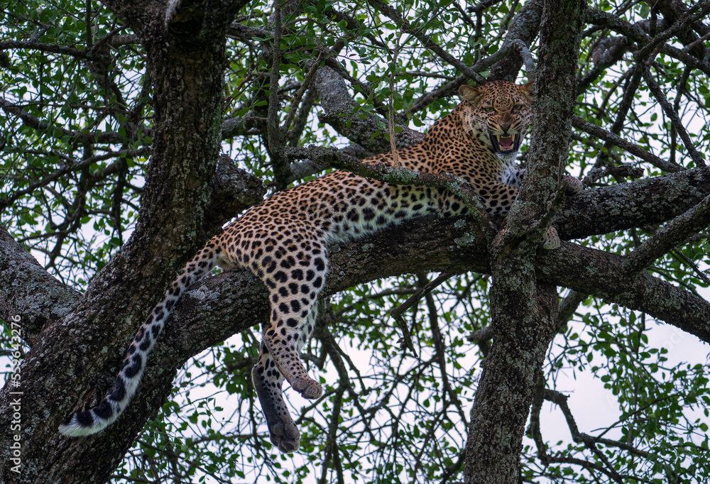 Snarling leopard relaxing up a tree in Serengeti Park in Tanzania Snarling leopard relaxing up a tree in Serengeti Park in Tanzania