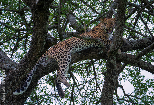 Snarling leopard relaxing up a tree in Serengeti Park in Tanzania
