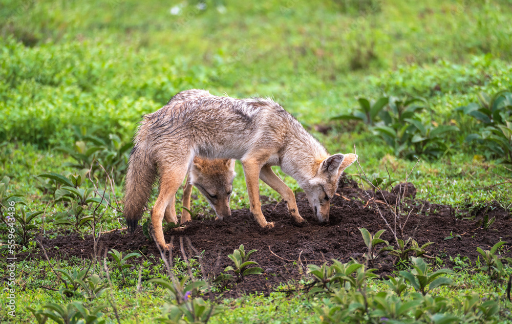 Two Jackals digging for food in the Serengeti in Tanzania