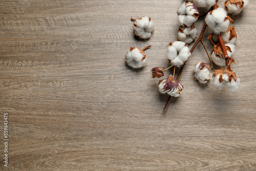 Dried cotton branch with fluffy flowers on wooden table, flat lay. Space for text