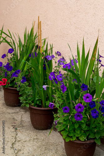 Pots with purple petunias and gladioli in the summer garden.