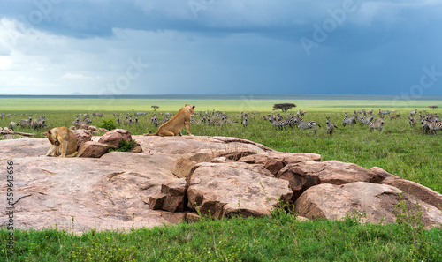 Lioness sitting on rock with zebras in the background under ominous dark sky