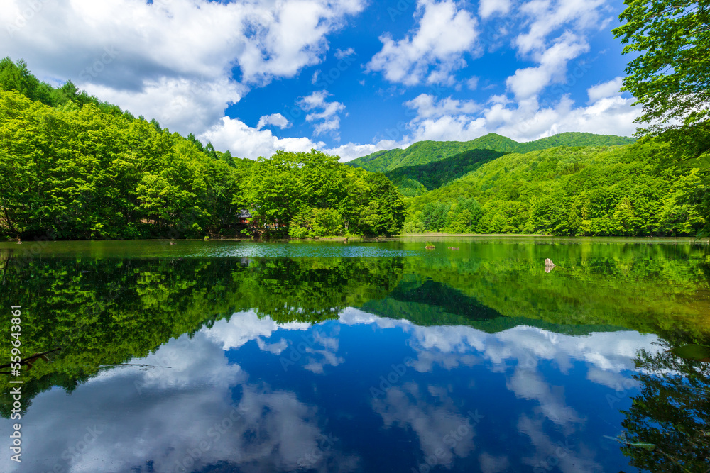 Fototapeta premium 新緑の裏磐梯・大沢沼