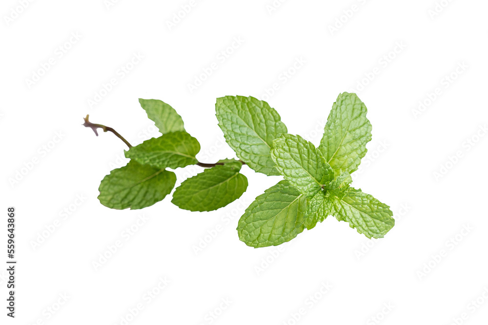 Mint leaves isolated. Mint leaves isolated.