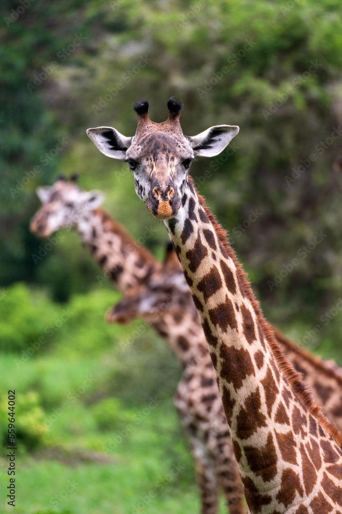 Giraffe looking at camera other blurred giraffes in background Giraffe looking at camera other blurred giraffes in background