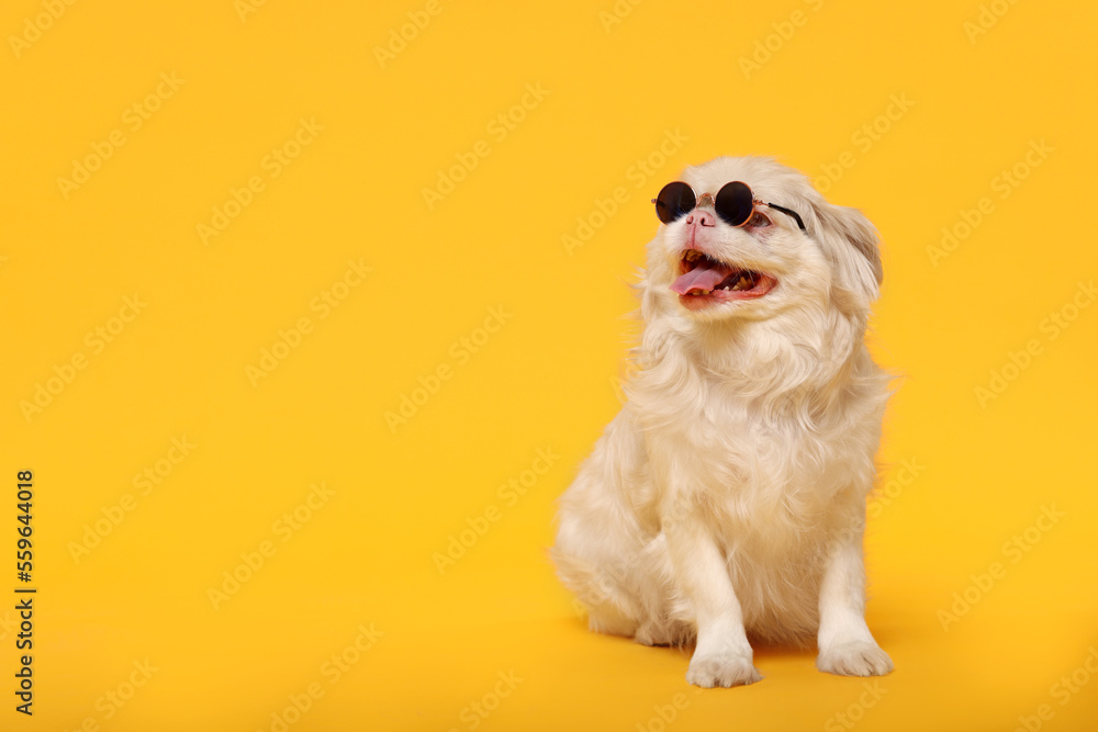 Cute Pekingese dog with sunglasses on yellow background. Space for text - obrazy, fototapety, plakaty 