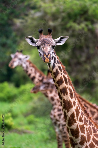 Photography Giraffe looking at camera other blurred giraffes in background