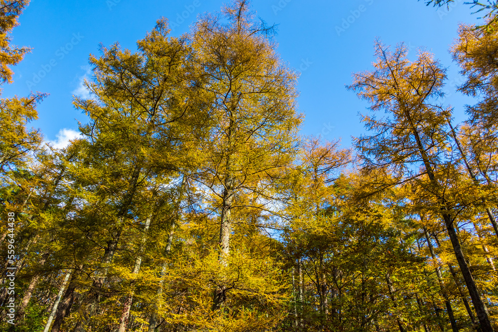 Obraz premium 紅葉の霊山＜福島県＞カラマツ