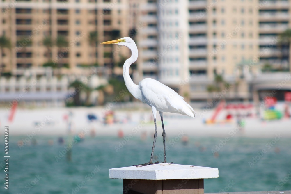 Obraz premium Egret on a Pier
