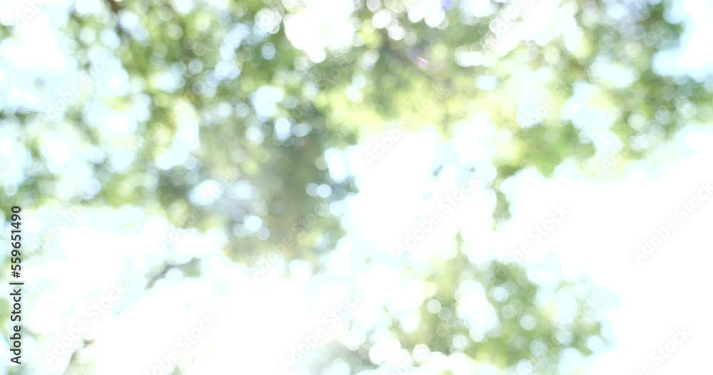 Nature forest green tree magic sunlight beam light in woodland. Beautiful rays of sunlight in tranquil green forest. Sumbeam through ray light outdoors park. Natural Blurred background summer time. Nature forest green tree magic sunlight beam light in woodland. Beautiful rays of sunlight in tranquil green forest. Sumbeam through ray light outdoors park. Natural Blurred background summer time.