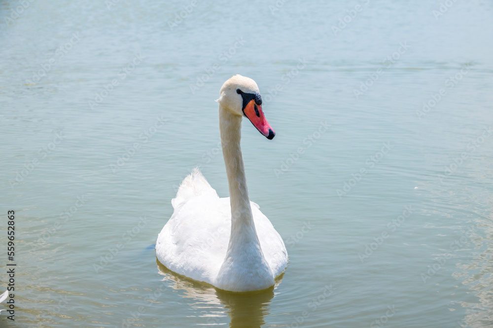 Graceful white Swan swimming in the lake, swans in the wild. Portrait of a white swan swimming on a lake. Graceful white Swan swimming in the lake, swans in the wild. Portrait of a white swan swimming on a lake.