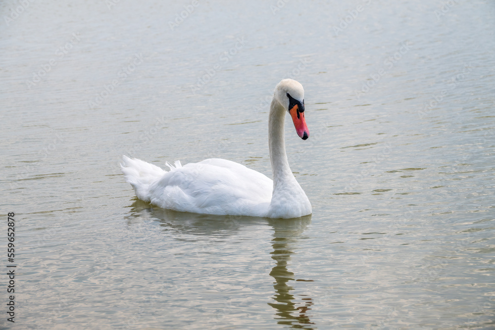 Graceful white Swan swimming in the lake, swans in the wild. Portrait of a white swan swimming on a lake. Graceful white Swan swimming in the lake, swans in the wild. Portrait of a white swan swimming on a lake.