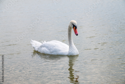 Graceful white Swan swimming in the lake, swans in the wild. Portrait of a white swan swimming on a lake.