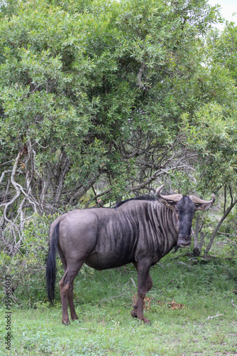 Wildebeest Looking