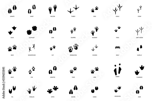 different footprint traces. footprint step traces animals. Vector illustration.