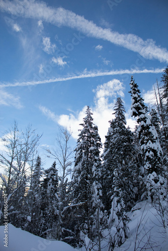 winter landscape with snow