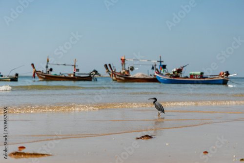 A bird walks along the beach in the background. Traditional Thai longtail boats are moored off the coastline, province, Thailand. photo