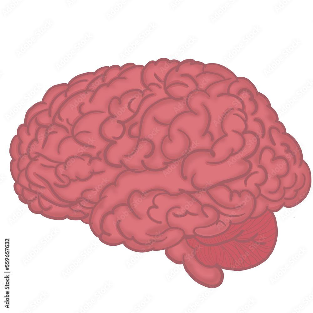 Anatomy of the human brain. Lateral views section. Vector human brain organ.vector hand drawn Vector illustration isolated on white background. human brain organ,anatomy logo concept Anatomy of the human brain. Lateral views section. Vector human brain organ.vector hand drawn Vector illustration isolated on white background. human brain organ,anatomy logo concept