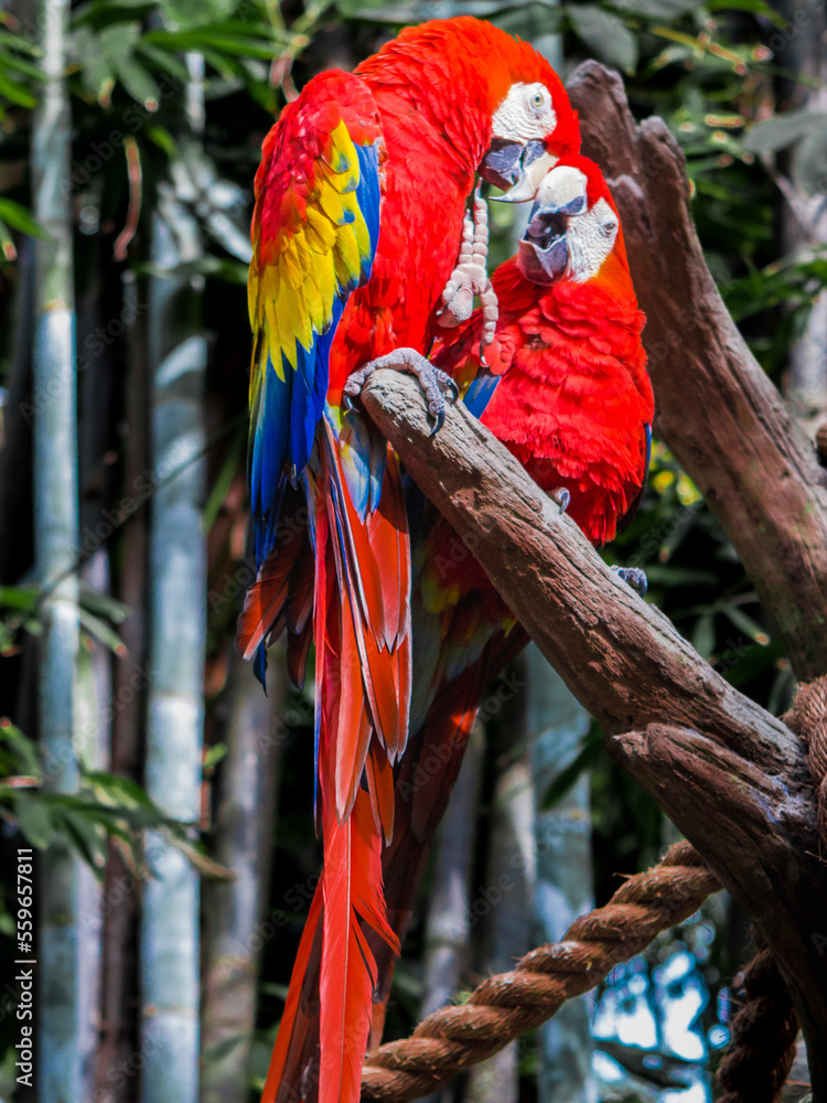 Fototapeta premium Macaws