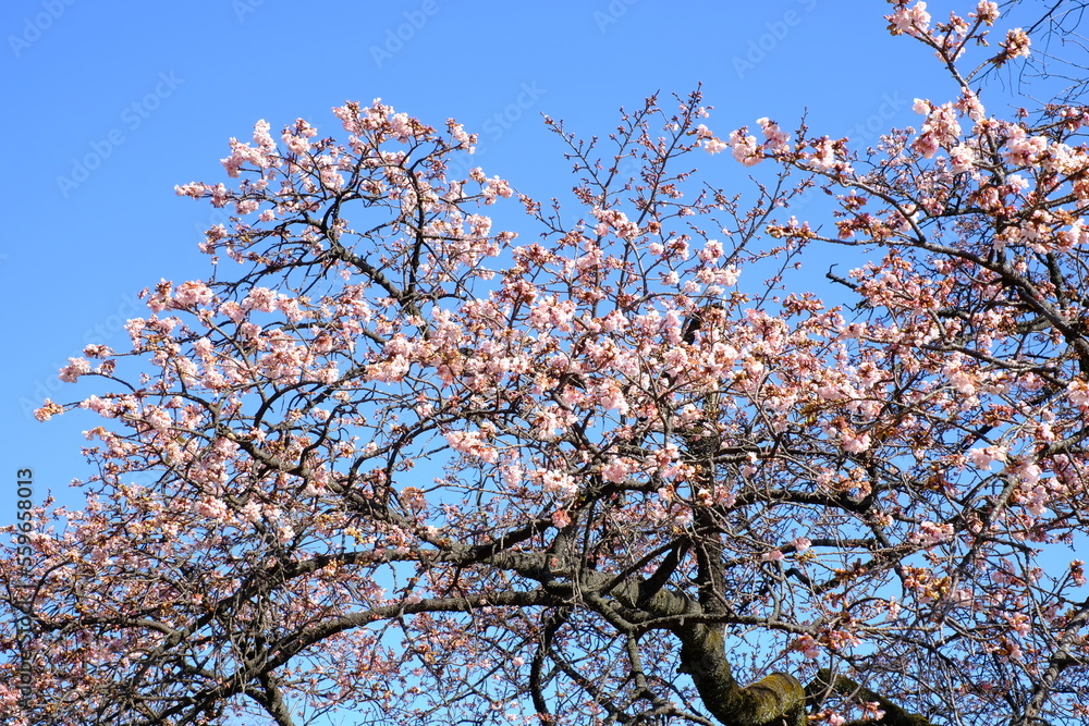 Kanzakura is considered a natural hybrid of Oshimazakura and kanhizakura which are indigenous to Izu and Okinawa respectively. It will be in bloom from the end of winter to be classified into a season