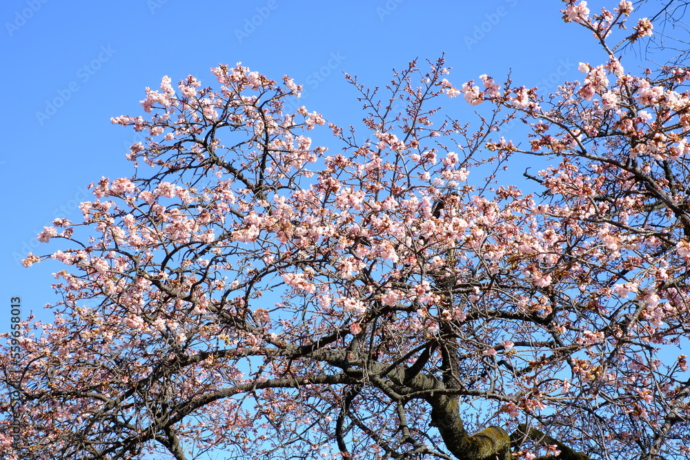 Kanzakura is considered a natural hybrid of Oshimazakura and kanhizakura which are indigenous to Izu and Okinawa respectively. It will be in bloom from the end of winter to be classified into a season Kanzakura is considered a natural hybrid of Oshimazakura and kanhizakura which are indigenous to Izu and Okinawa respectively. It will be in bloom from the end of winter to be classified into a season