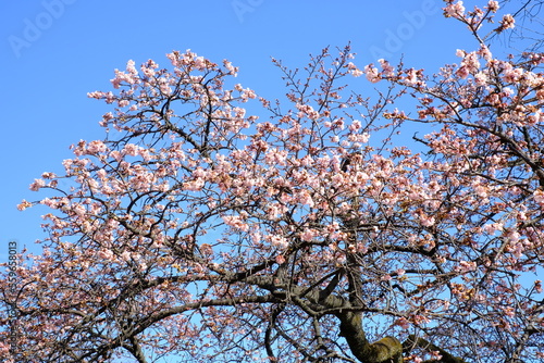 Kanzakura is considered a natural hybrid of Oshimazakura and kanhizakura which are indigenous to Izu and Okinawa respectively. It will be in bloom from the end of winter to be classified into a season
