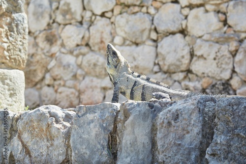 The Overlooked Mayan Ruins of Edzna in Campeche, Mexico photo