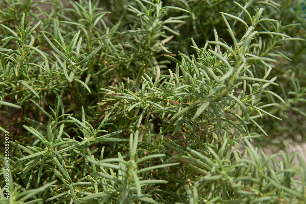Rosemary bushes in the garden Rosemary bushes in the garden