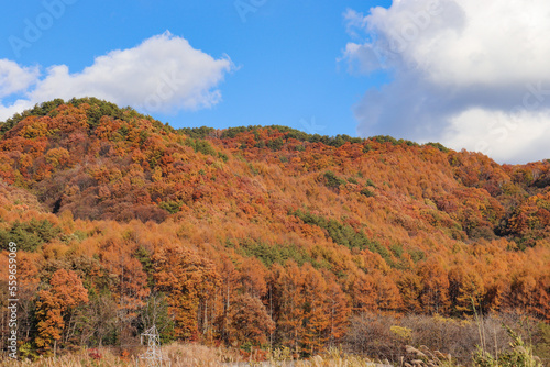 高遠スケッチ街道沿いの紅葉（長野県伊那市）