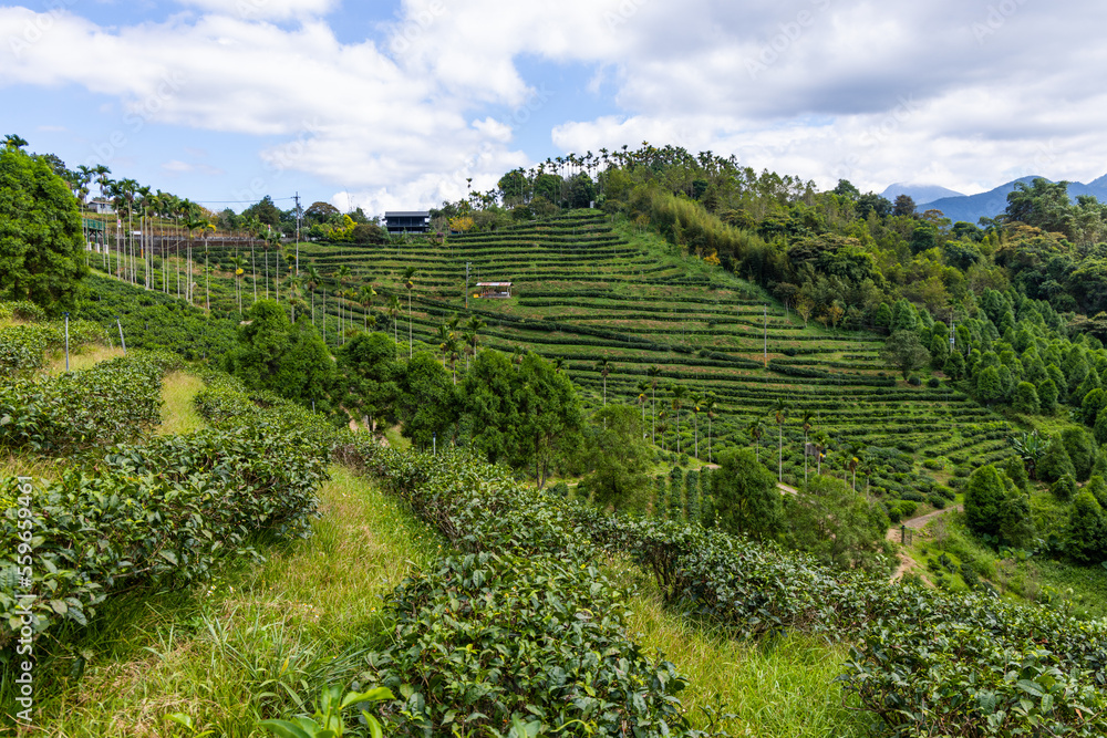 Green tea tree field on mountain