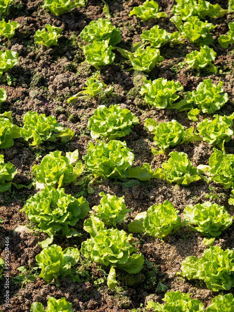 green vegetable field ripening at spring season, agricultural landscape. green vegetable field ripening at spring season, agricultural landscape.