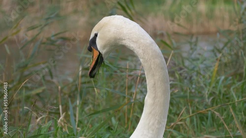 Close Up Of An Elegant Mute Swan Bird On The Riveshore Feeding Grass. 
 photo