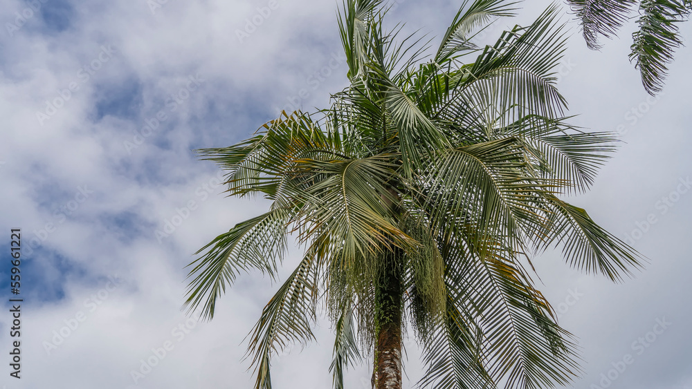 The crown of a coconut palm against a background of blue sky and white clouds. Carved green leaves are fluttering in the wind. Seychelles