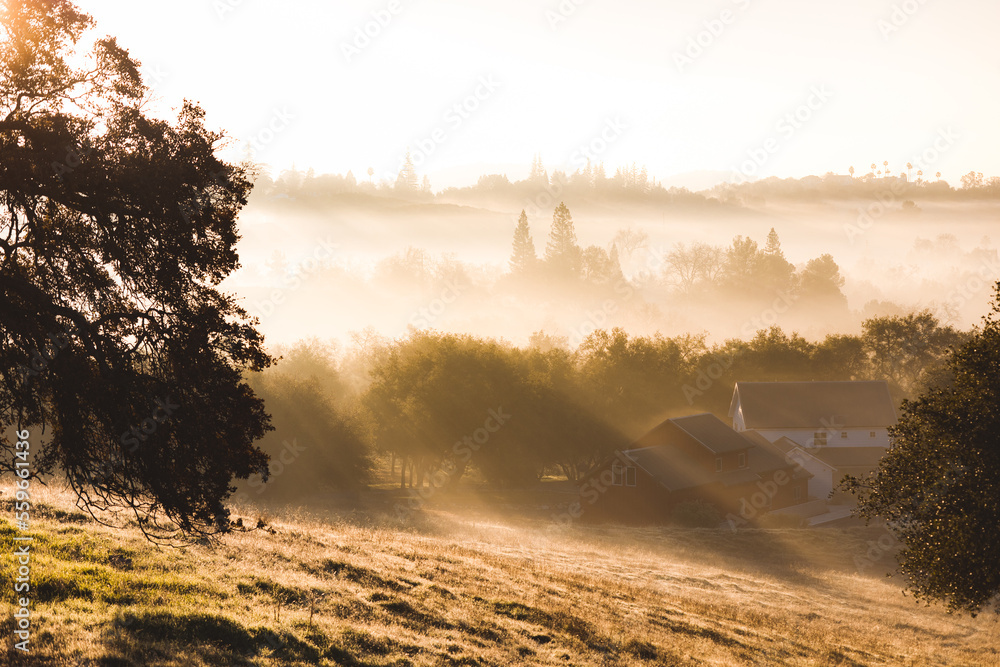 Fototapeta premium morning fog