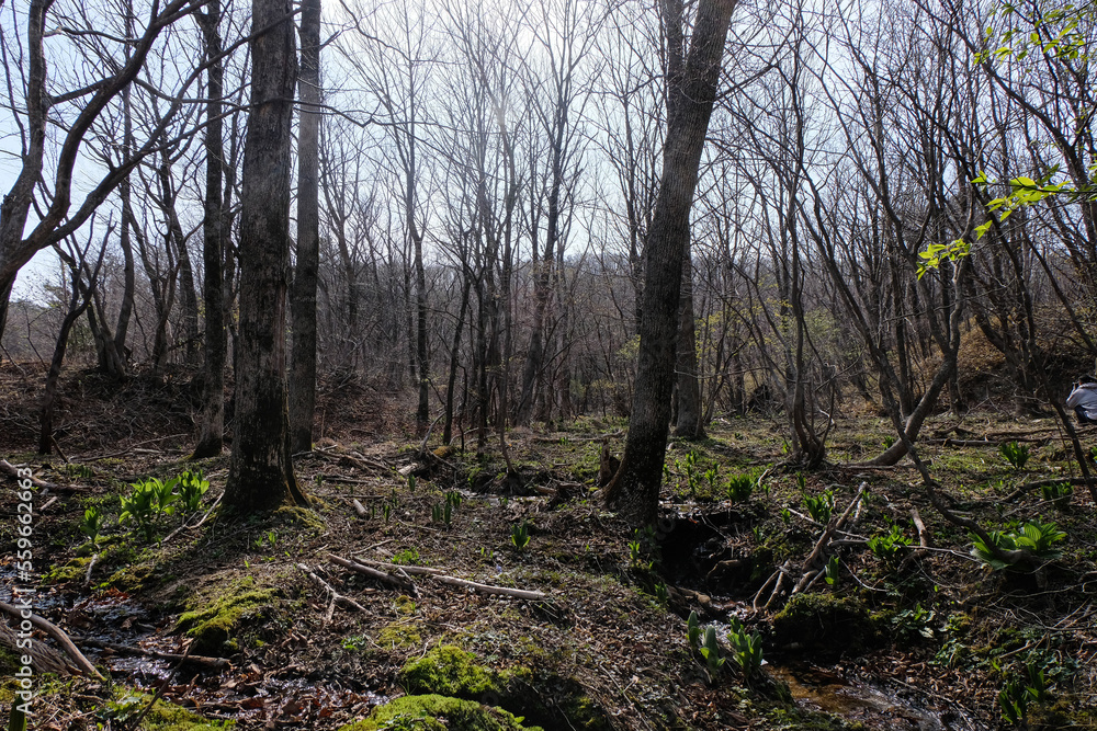 trees in the forest trees in the forest