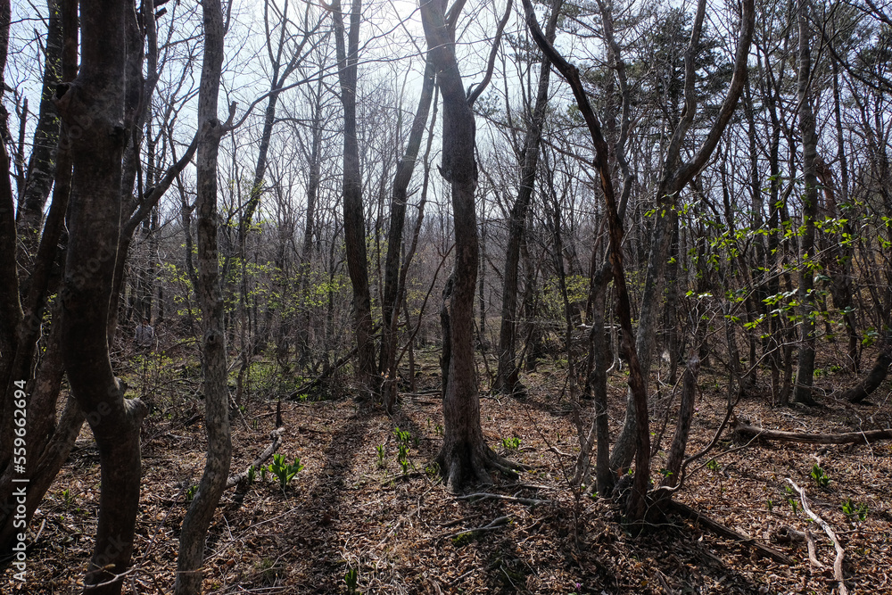 trees in the forest trees in the forest